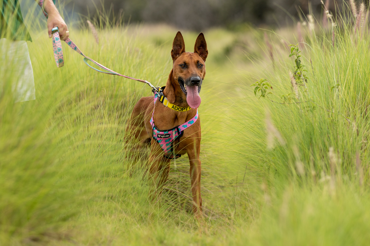 Shelter dog field trip Hawaii Island Humane Society pawdacious